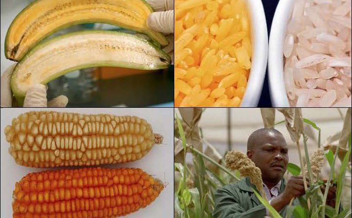 Various genetically modified crops displayed.